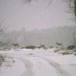 2006-014 Leśniański Sarny 15 01 06