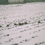 2006-015 Peredyło Kuropatwy 02 06