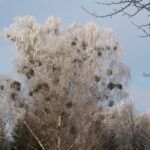 2006-020 Karwica zimą