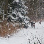 2006-025 sarny na Borku