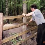 2003-003 nasze dziki w obw. 1