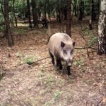 2003-004 nasze dziki w obw. 1