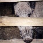 2003-005 nasze dziki w obw. 1