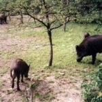 2003-007 nasze dziki w obw. 1