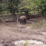 2003-008 nasze dziki w obw. 1