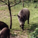 2003-009 nasze dziki w obw. 1