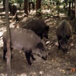 2003-011 nasze dziki w obw. 1