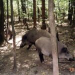 2003-012 nasze dziki w obw. 1