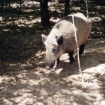 2003-014 nasze dziki w obw. 1