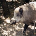 2003-015 nasze dziki w obw. 1