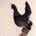 2003-053 tragi i wystawa łowiecka 2003