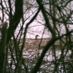 2005-001 Krzyżówka Trojan Mierzwice V 05