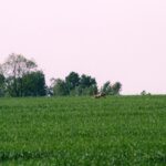 2005-003 Rogacz Jankowo V 05