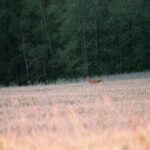 2005-004Rogacz Romanów VI 05