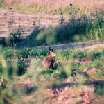 2005-006 Woźniki VII 05