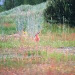 2005-007 Sygnał VII 05