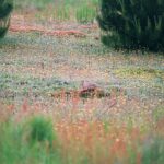 2005-008 Sygnał VI 05