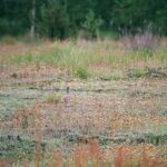 2005-009 Sygnał VII 05