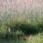 2005-010 Przepiórka Jankowo V 05