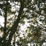 2005-014 dzięcioł pstry