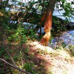 2005-016 Mazury- obw. 164