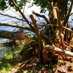 2005-017 bobry nad j.Nidzkim