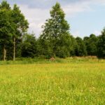 2005-026 Łąka Szydlika