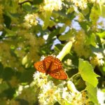 2005-027 dostojka malinowiec