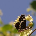 2005-028 rusałka kratnik