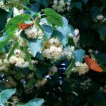 2005-029 na lipie przy domku