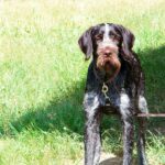 2005-037 Vita z Tesinowskich Buku