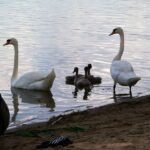 2005-041 przy pomoscia na bindudze