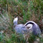 2005-044 borsuka gryzą pchły