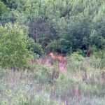 2005-049 roacz przy budzie