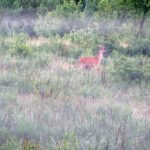 2005-050 młody byk szóstak