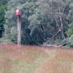 2005-058 orzeł bielik pilnuje granicy na Bugu