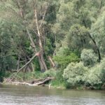 2005-059 orzeł bielik po białoruskiej stronie