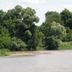 2005-061 ptactwo wodne