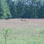 2005-063 osiem czapli