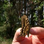 2005-064 paź królowej