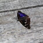 2005-065 mieniak tęczowiec