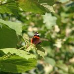 2005-066 rusałka admirał