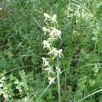 2005-071 storczyk - podkolan biały