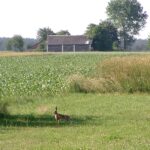2005-072 zając szarak