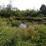 2005-073 podlaskie moczary