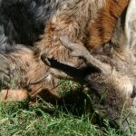 2005-080 a może z Dejem