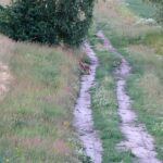 2005-083 lis na Leśniańskim