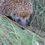 2005-084 jeż na Leśniańskim