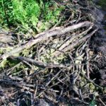 2005-087 tama bobrowa pod Komarnem