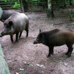 2005-099 nasze dziki